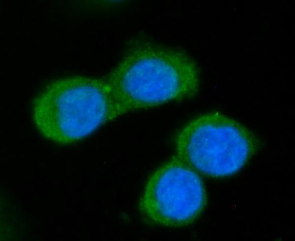  IF analysis of GGCX using anti-GGCX antibody (A02643-1)