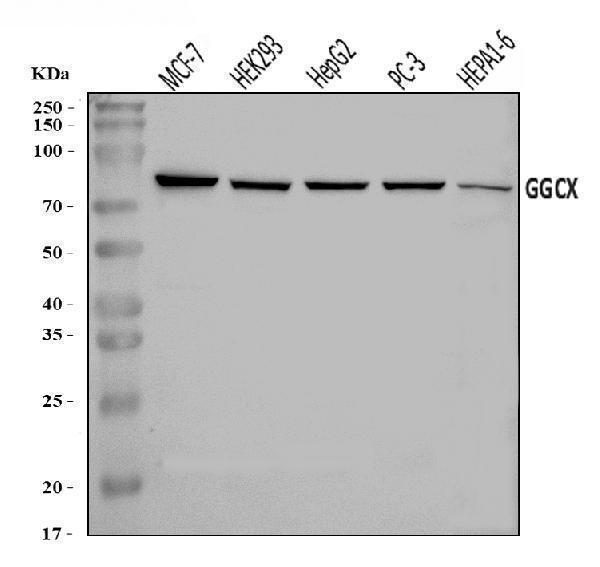  Western blot analysis of GGCX using anti-GGCX antibody (A02643-1)