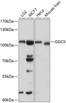 a02643 ggcx primary antiboties wb testing 1