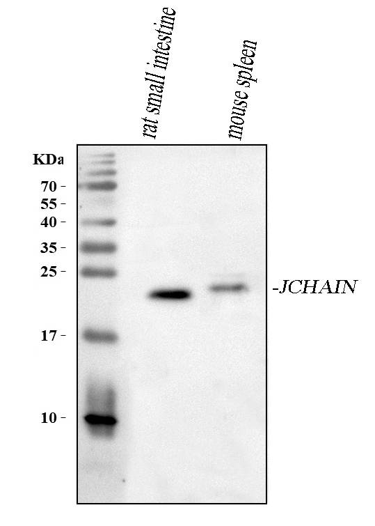  Western blot analysis of JCHAIN using anti-JCHAIN antibody (A02644-2)