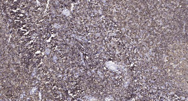 Immunohistochemical analysis of paraffin-embedded human tonsil