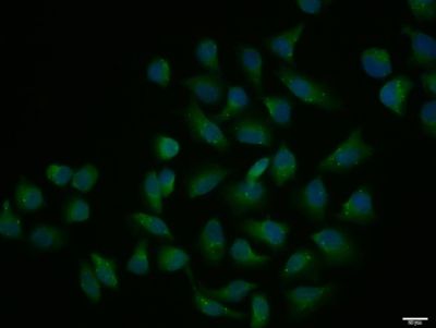 Immunohistochemistry analysis of paraffin-embedded mouse intestin using GIP pAb at dilution of 1:50 (40x lens)