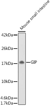 Western blot analysis of extracts of Mouse small intestine, using GIP antibody at 1:500 dilution