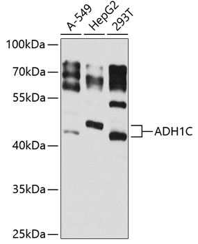 Western blot analysis of extracts of various cell lines, using ADH1C antibody