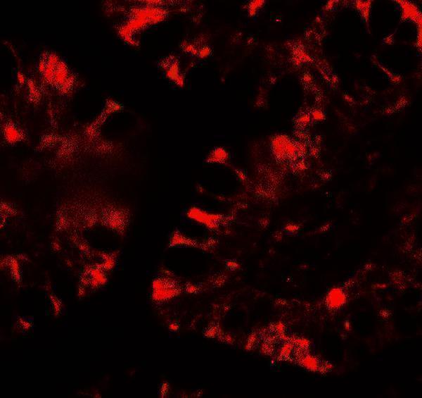 Immunofluorescence of IFIT1 in human small intestine tissue with IFIT1 antibody at 20 μg/mL