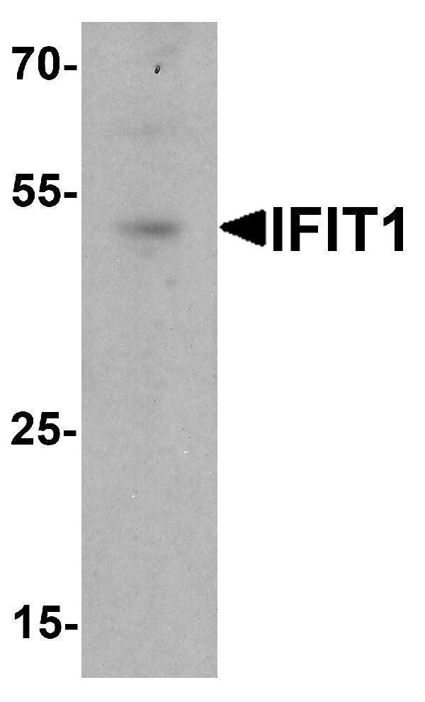 Western blot analysis of IFIT1 in rat small intestine tissue lysate with IFIT1 antibody at 1 μg/ml