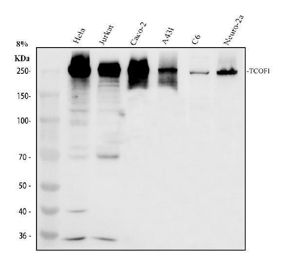 a02653 2 tcof1 primary antibodies wb testing 1