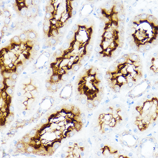 Immunohistochemistry of paraffin-embedded rat kidney using SLC3A1 Rabbit pAb  at dilution of 1:200 