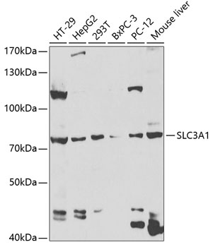 Western blot analysis of extracts of various cell lines, using SLC3A1 antibody  at 1:1000 dilution