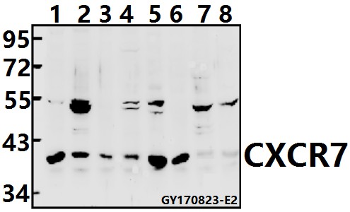 a02656 ackr3 primary antiboties wb testing 1