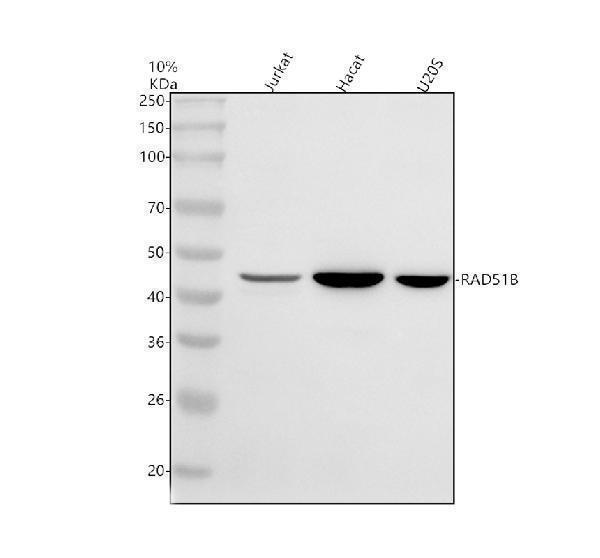 a02658 2 rad51b primary antibodies wb testing 1