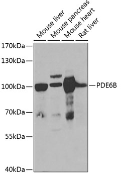 a02659 pde6b primary antiboties wb testing 1