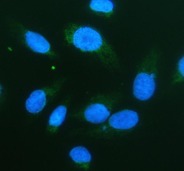  IF analysis of Serine racemase/SRR using anti-Serine racemase/SRR antibody (A02660-2)