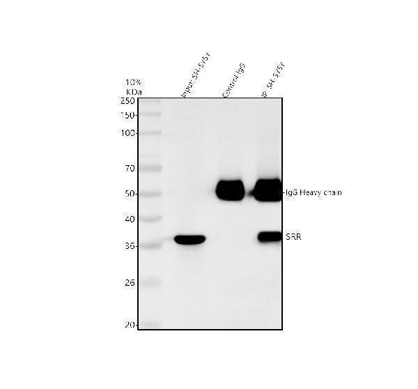 a02660 2 srr primary antibodies ip testing 4