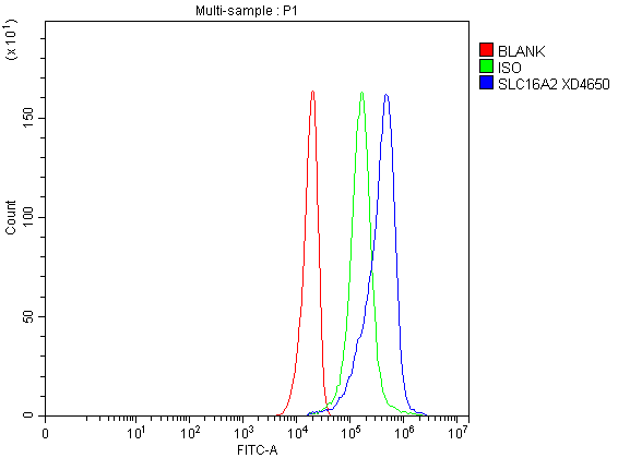 Flow Cytometry analysis of U251 cells using anti-SLC16A2 antibody (A02662-2)