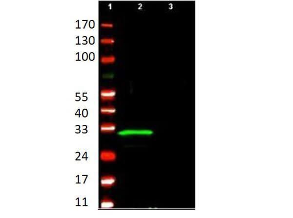 Anti-p29 ING4 polyclonal antibody detects ING4 protein by western blot