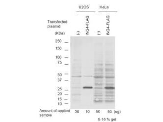 Anti-p29 ING4 polyclonal antibody detects ING4 protein by western blot in over expressed cell lysates