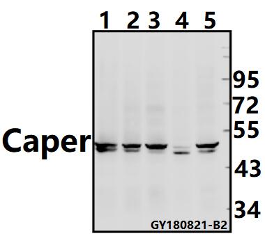 a02665 atp6ap2 primary antiboties wb testing 1