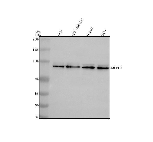a02666 2 mcph1 primary antibodies wb testing 1