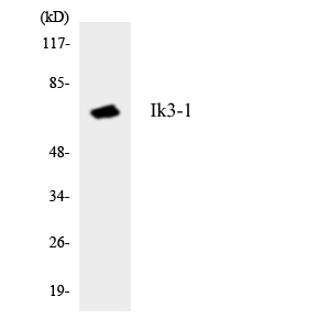 a02667 2 cyp26c1 primary antibodies wb testing 2