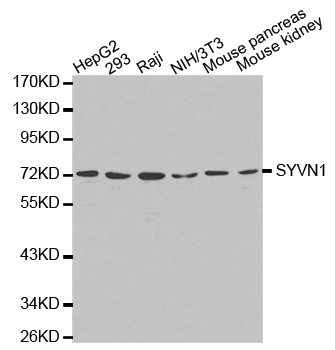 a02670 syvn1 primary antiboties wb testing 1