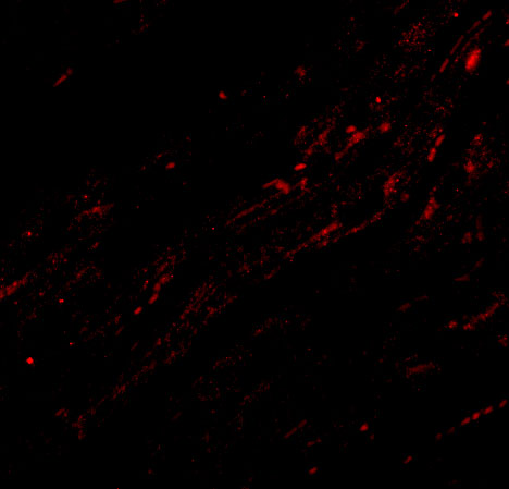 a02671 1 cidea primary antibodies if testing 3