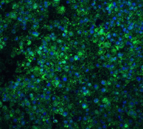 a02671 1 cidea primary antibodies if testing 5