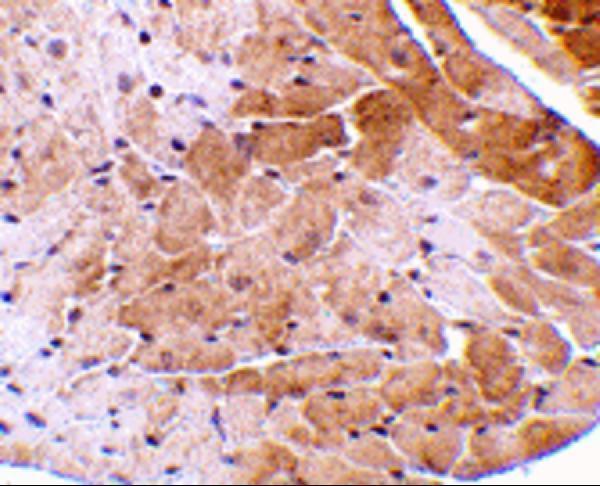 a02671 1 cidea primary antibodies ihc testing 2