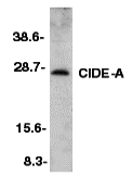 a02671 1 cidea primary antibodies wb testing 1