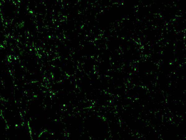 a02671 cidea primary antibodies if testing 3