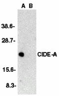 a02671 cidea primary antibodies wb testing 1