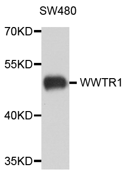 Western blot analysis of extracts of Mouse lung, using TAZ   antibody  at 1:500 dilution