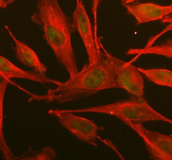 a02672 2 wwtr1 primary antibodies if testing 1