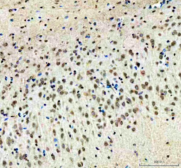 a02672 2 wwtr1 primary antibodies ihc testing 3