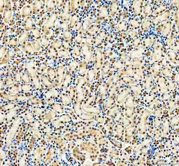 a02672 2 wwtr1 primary antibodies ihc testing 4