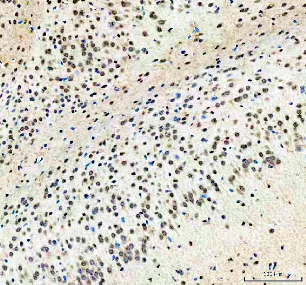 a02672 2 wwtr1 primary antibodies ihc testing 5