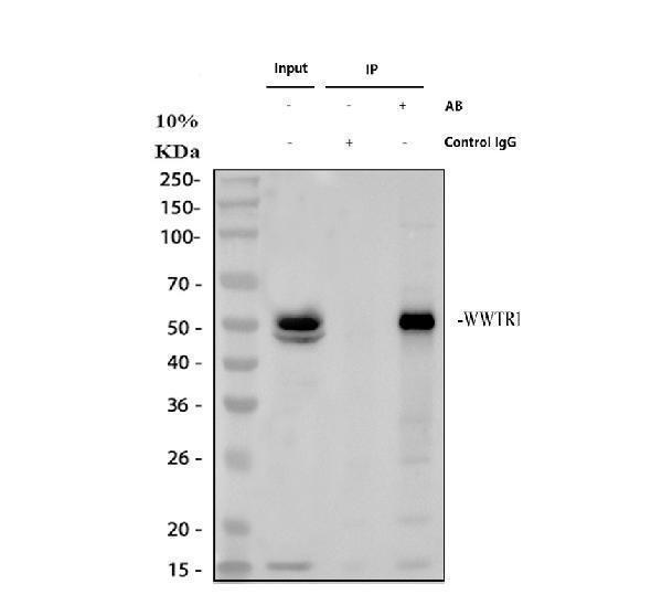 a02672 2 wwtr1 primary antibodies ip testing 1