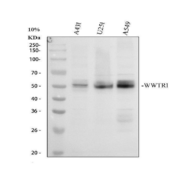 Western blot analysis of WWTR1 using anti-WWTR1 antibody (A02672-2)