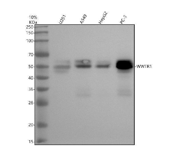 a02672 2 wwtr1 primary antibodies wb testing 1_1