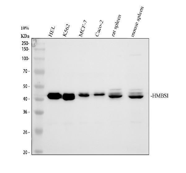 a02674 2 hmbs primary antibodies wb testing 1
