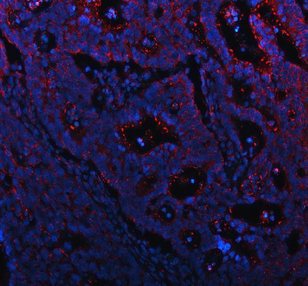 a02674 2 muc13 primary antibodies if testing 1