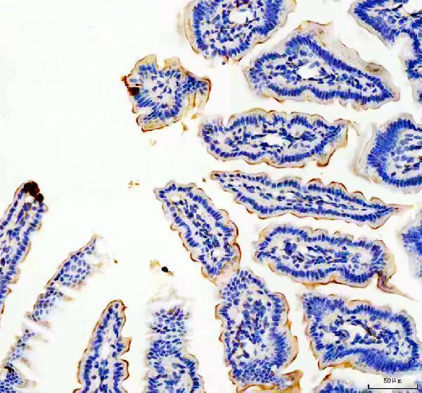 a02674 2 muc13 primary antibodies ihc testing 2