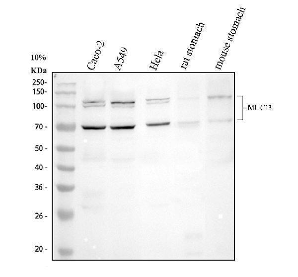 a02674 2 muc13 primary antibodies wb testing 1