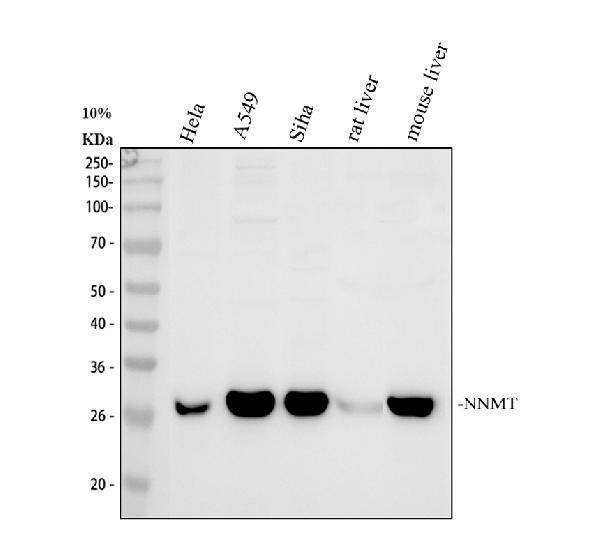 Western blot analysis of NNMT using anti-NNMT antibody (A02676-2)