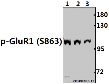 a02677s863 gria1 primary antiboties wb testing 1