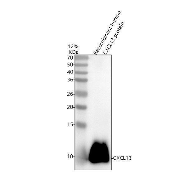  Western blot analysis of BCA1/CXCL13 using anti-BCA1/CXCL13 antibody (A02678-1)