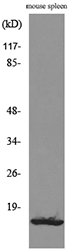 Western blot analysis of lysate from mouse spleen cells, using CXCL13 Antibody