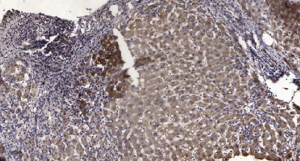 a02679 fut2 primary antibodies ihc testing 1
