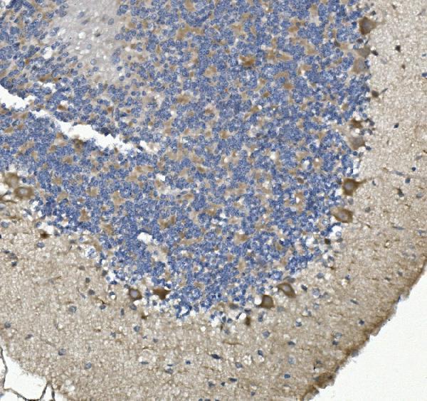 a02681 1 myh10 primary antibodies ihc testing 4