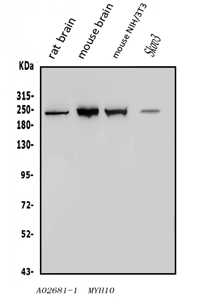 a02681 1 myh10 primary antibodies wb testing 1